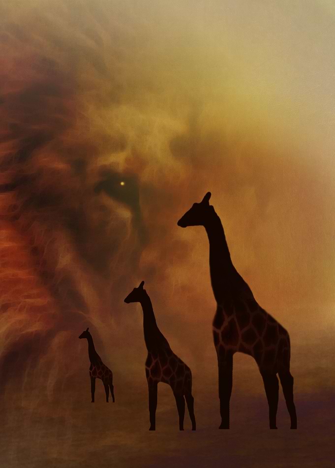 Lion and Giraffes