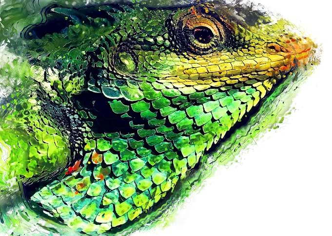 Chameleon