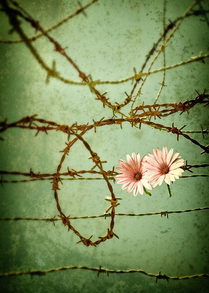 Conceptual image of two flowers stuck on rusty old barb ...