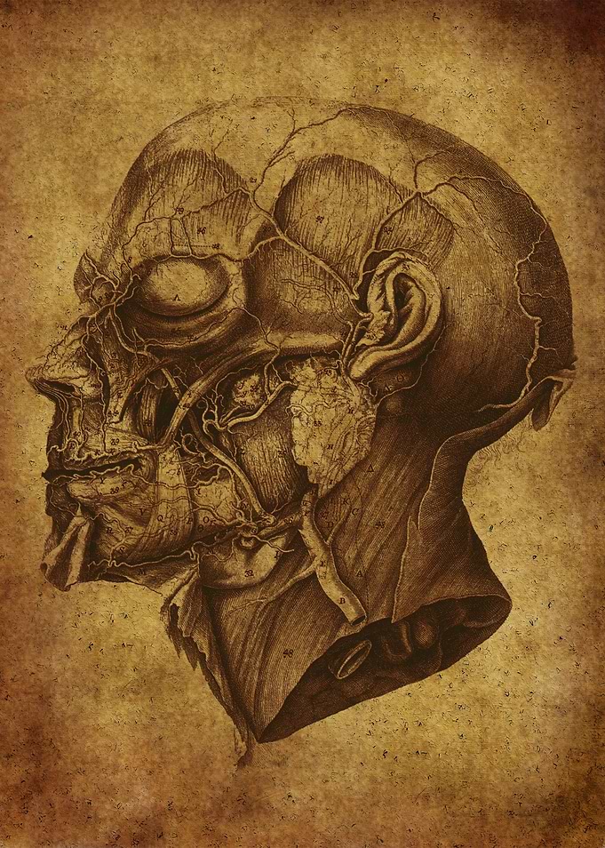 Anatomic79