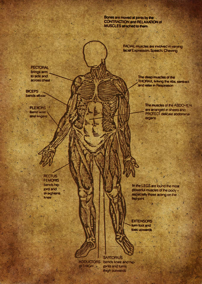 Anatomic83