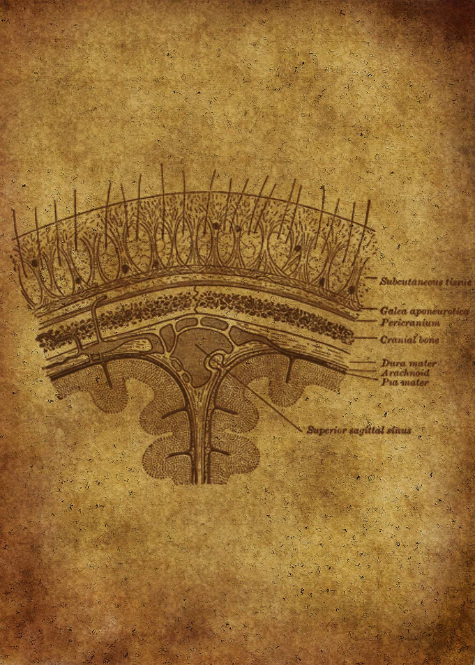 Anatomic87
