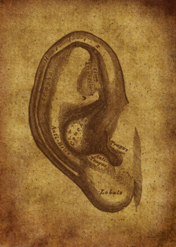 Anatomic86
