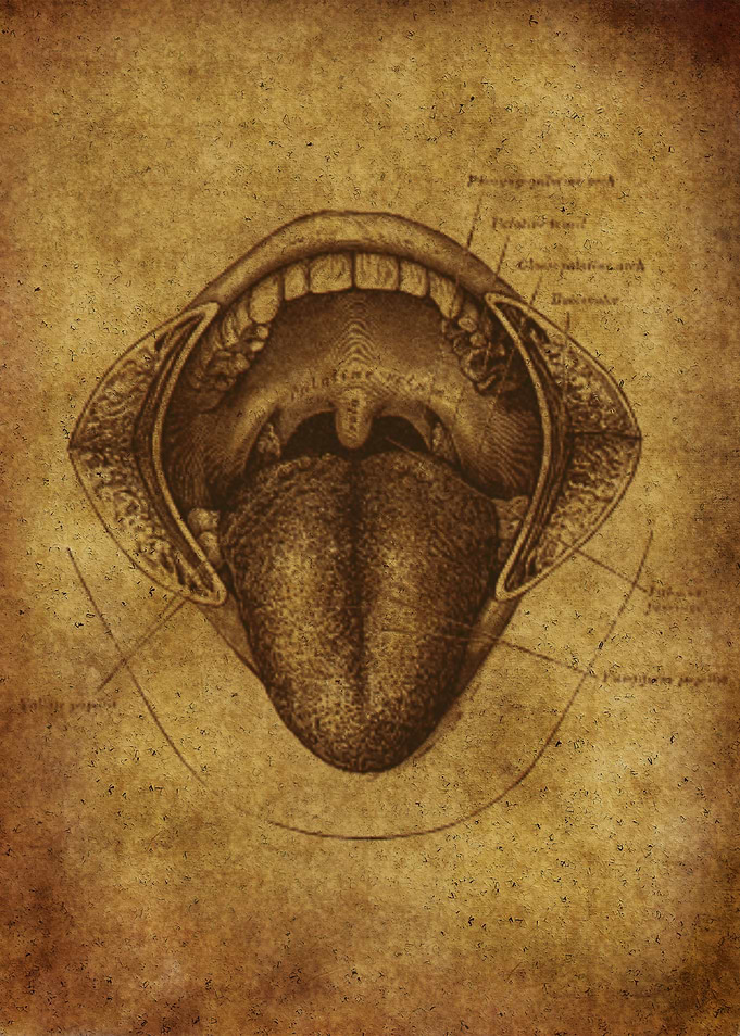 Anatomic84