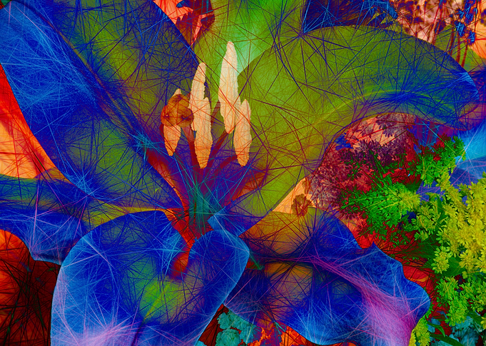 Close up of a lily
