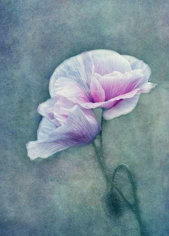 pink poppies in love