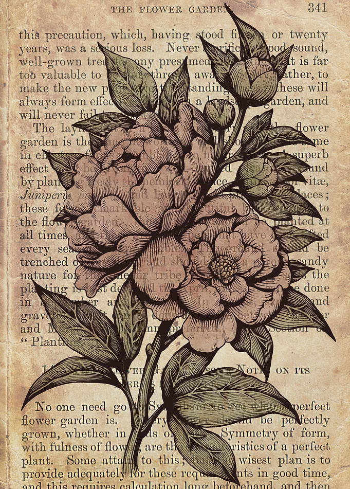 Botanical peonies illustration by Medusa Dollmaker, edi ...