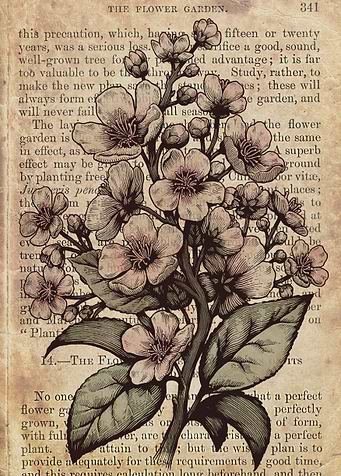 Botanical cherry blossom tree illustration edited as co ...