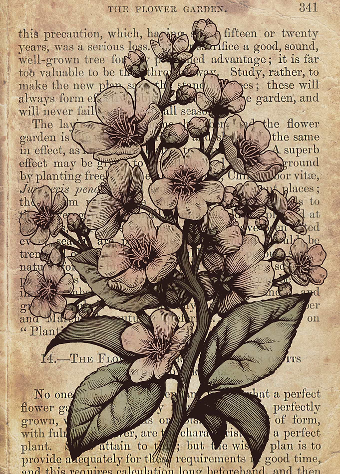 Botanical cherry blossom tree illustration edited as co ...