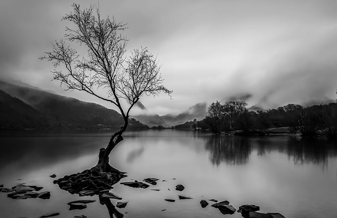 A view of the lone tree in Llyn Padarn and a misty Snow ...