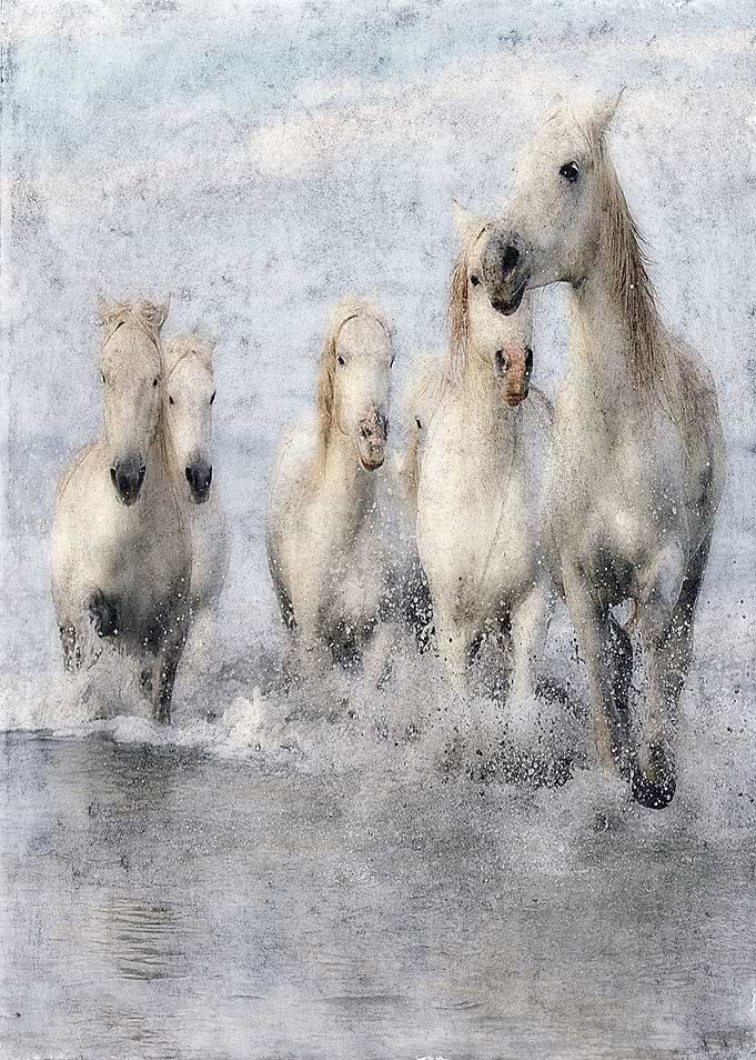 Wild Horses