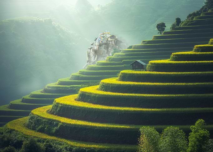 Rice Field