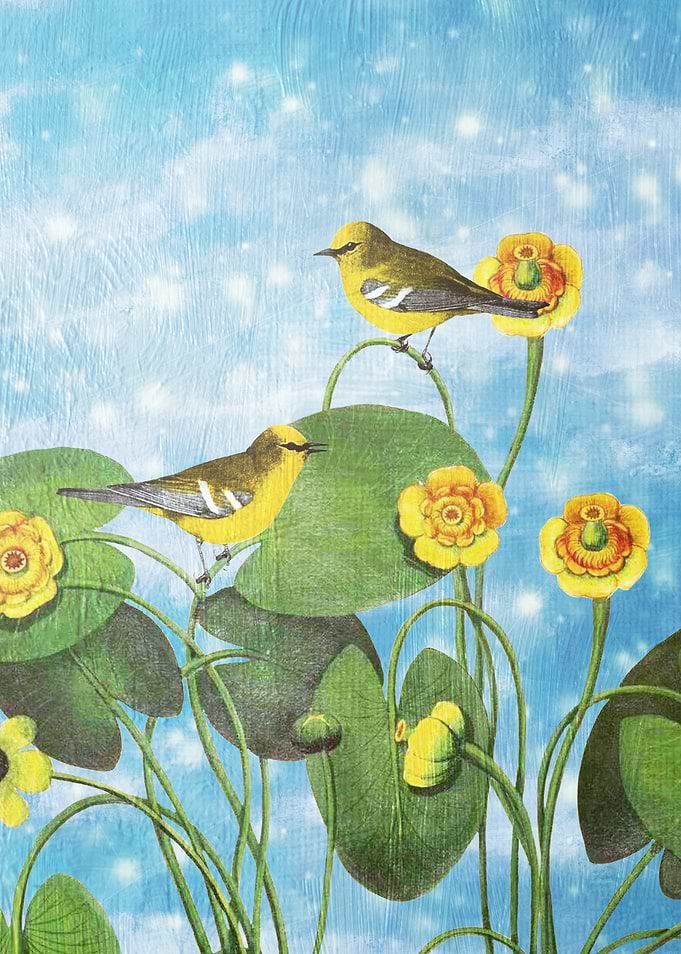 One Morning in the Water Lily Pond