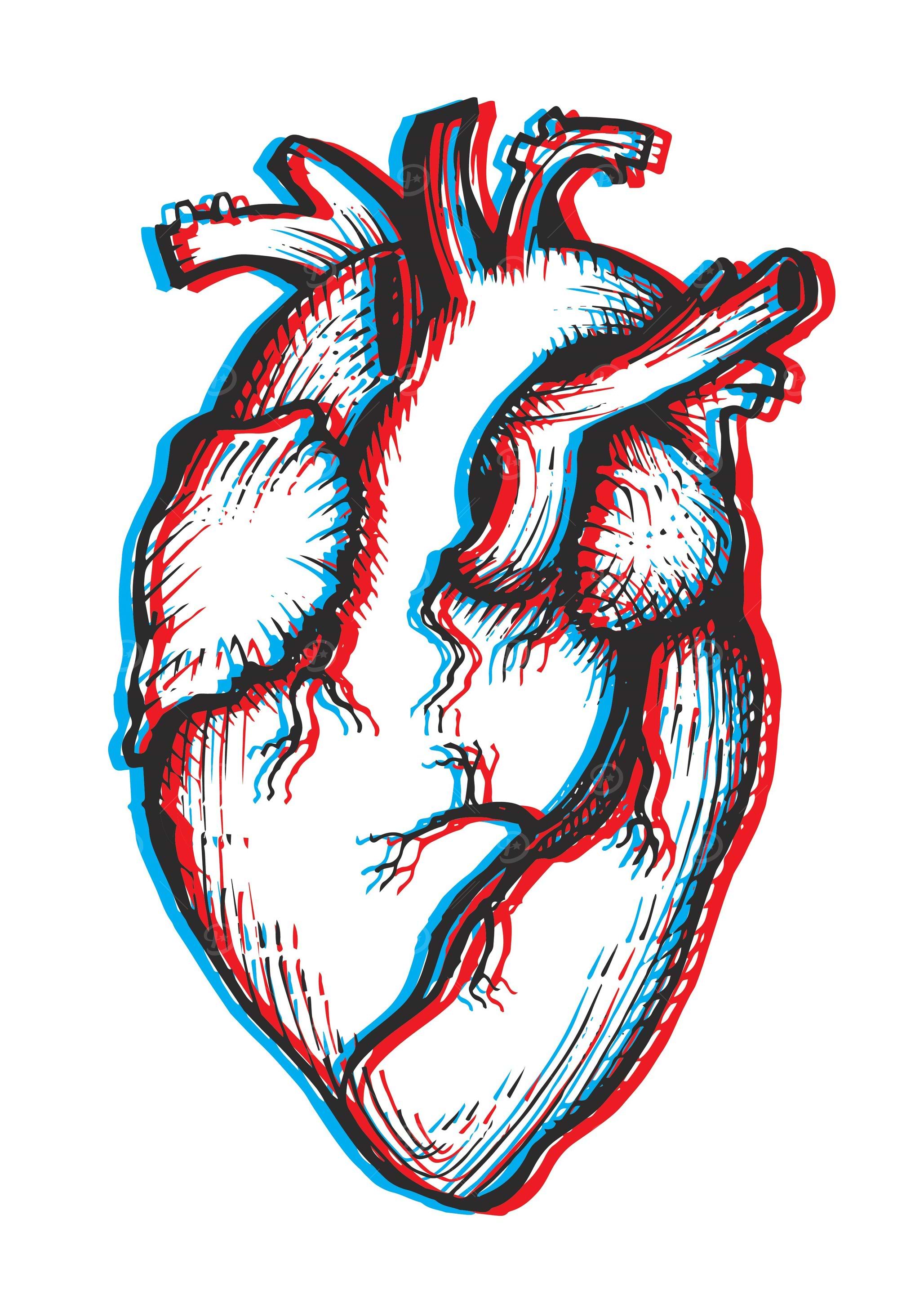 The heart