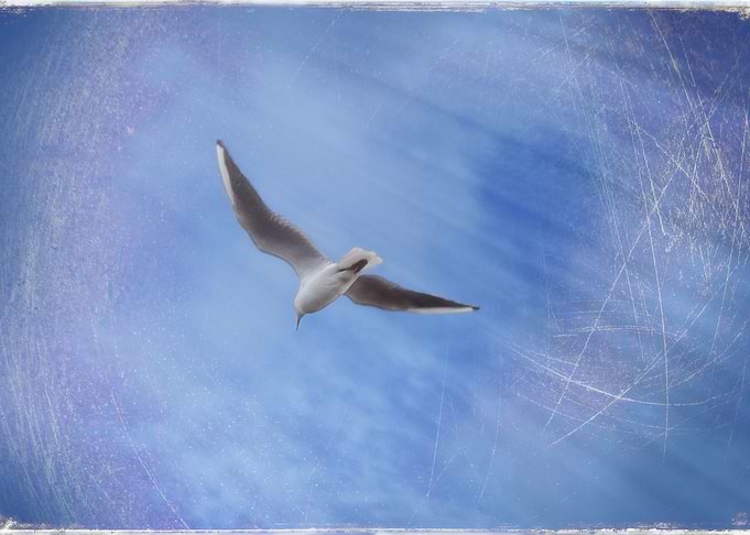A bird, mid flight