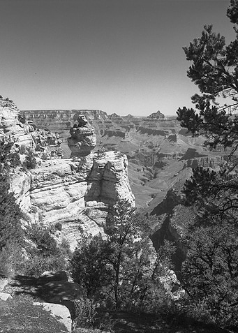 A view of a Grand Canyon detail with a tree.