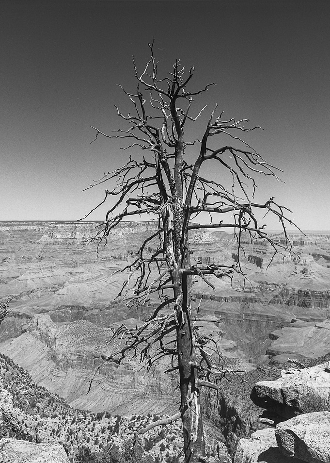 A withered old tree in the Grand Canyon.