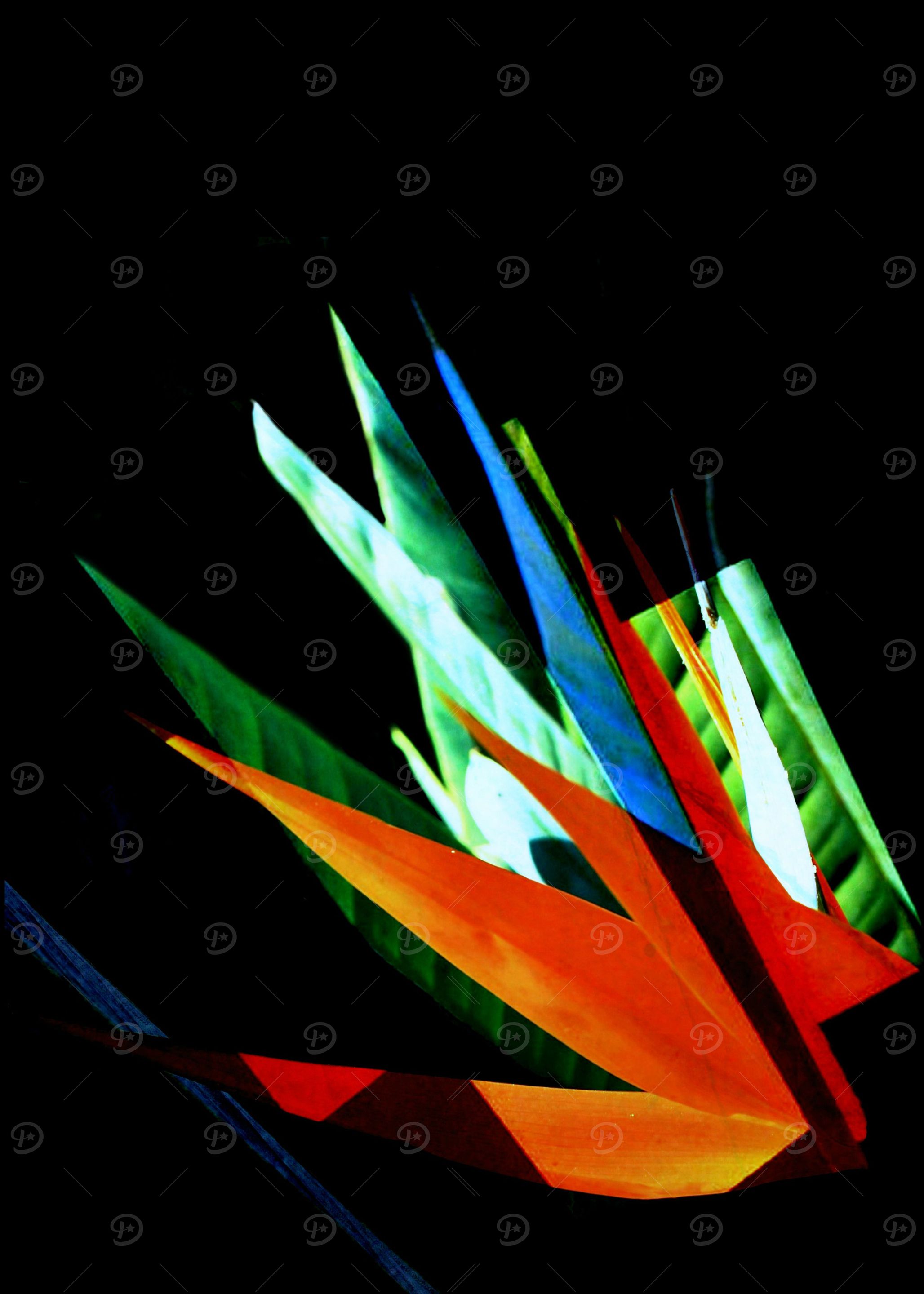 abstract bird of paradise