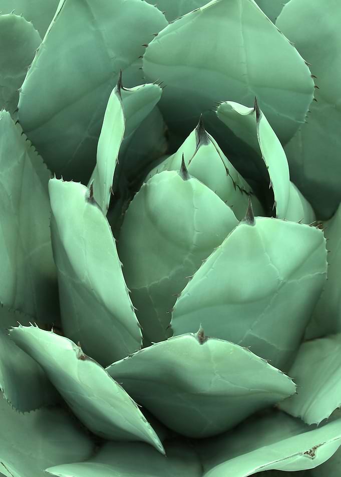 CACTUS II-1. Photography of cactus, digital colored.©20 ...
