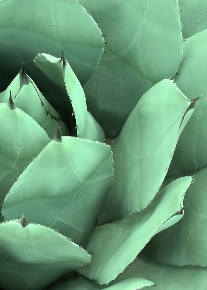 CACTUS II-2. Photography of cactus, digital colored.©20 ...