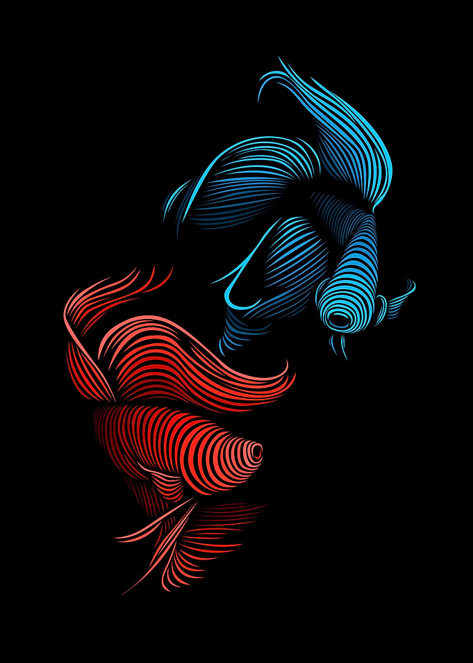 Betta fight lines