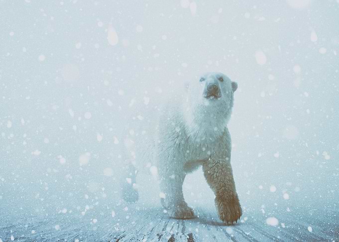 Snow Patrol