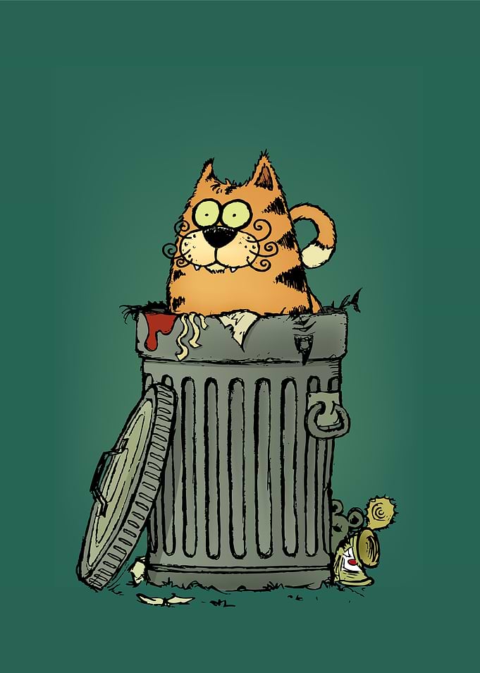 Stray cat