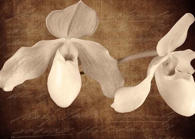 Vintage orchid