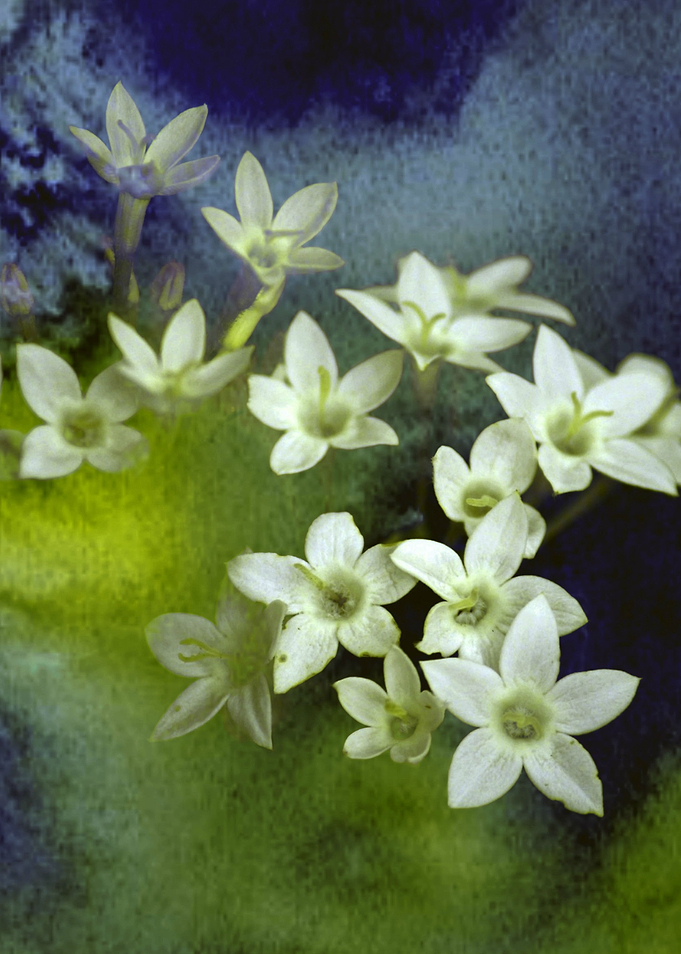 little white flowers