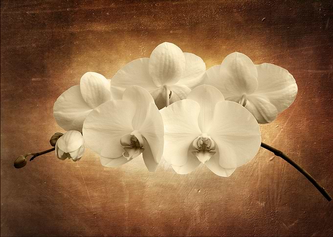 Vintage orchid