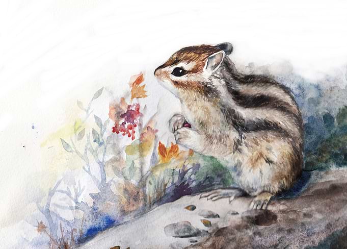 watercolor chimpunk