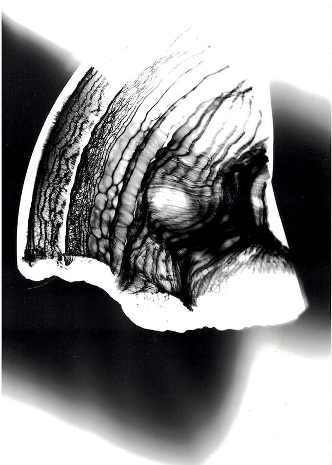 A photogram I made during an art lesson