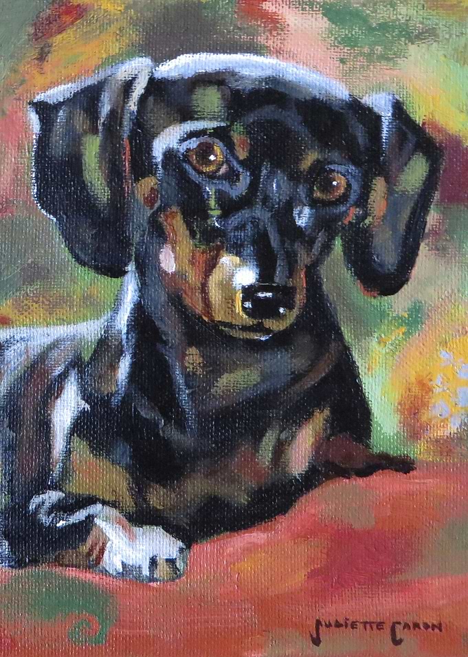Dachshund