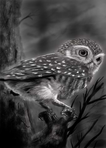Small owl watching for prey...