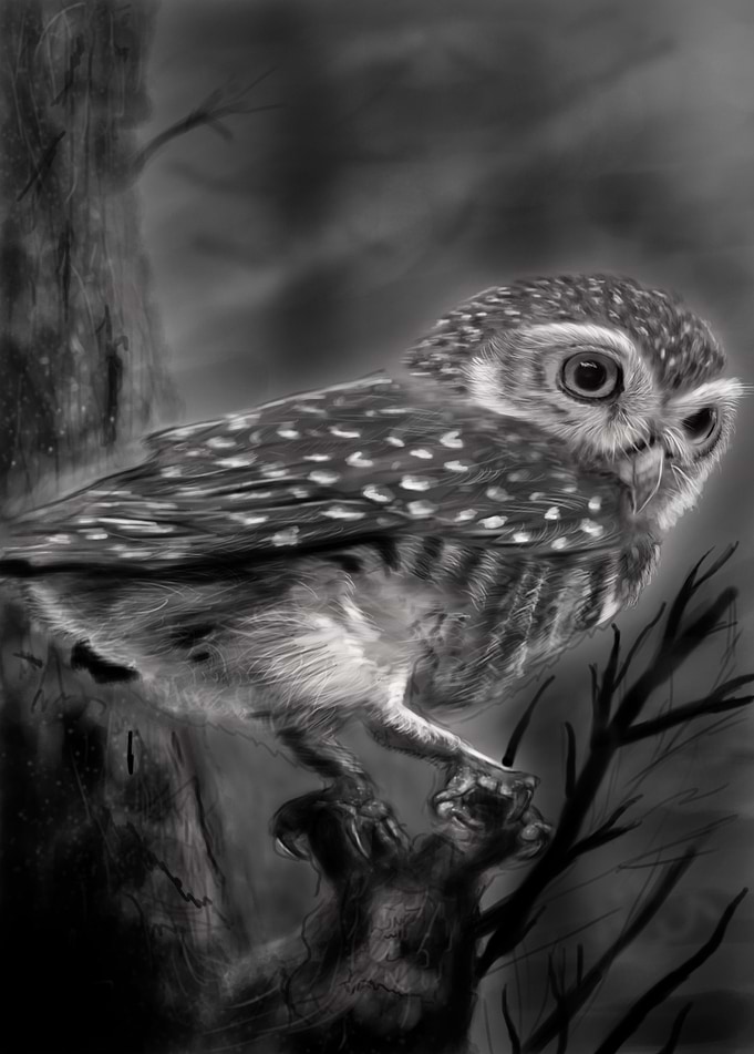 Small owl watching for prey...