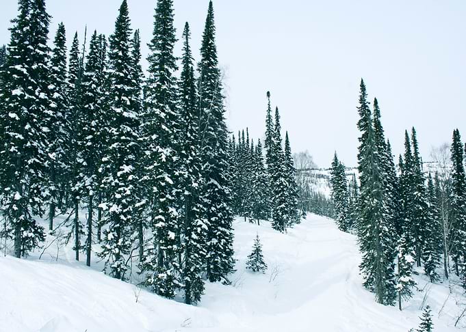 Winter forest