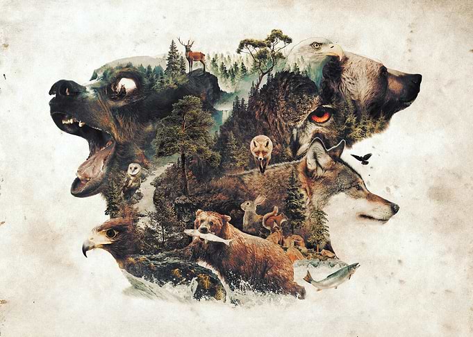 My nature surrealism animal tribute to the predators an ...