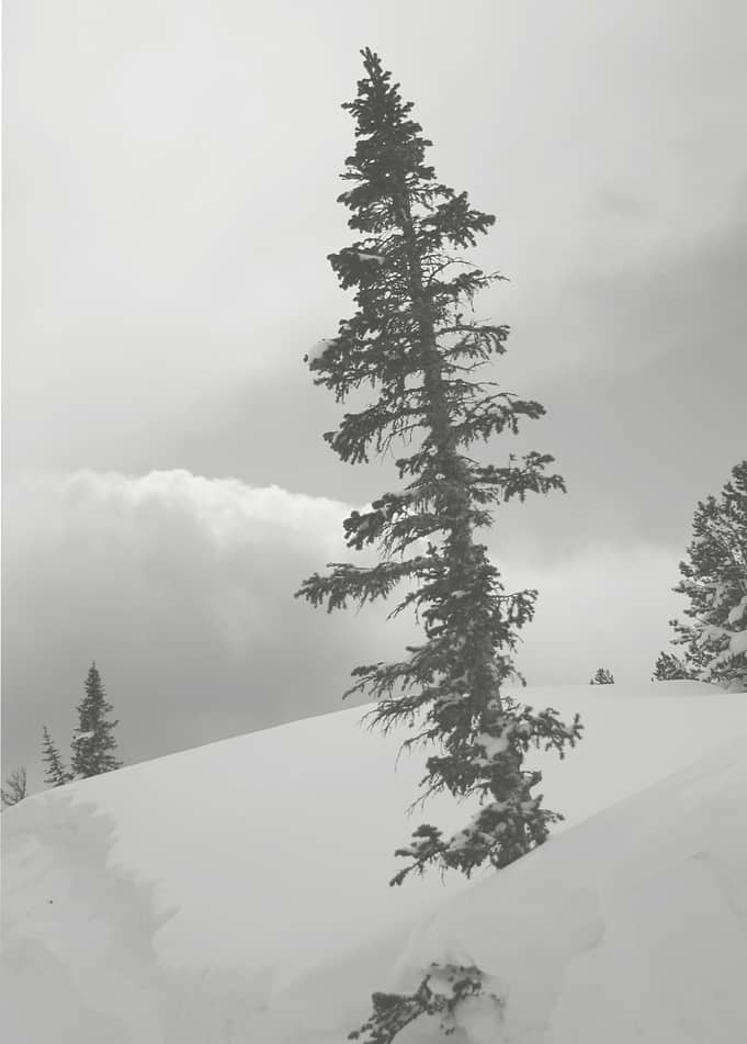 Winter forest