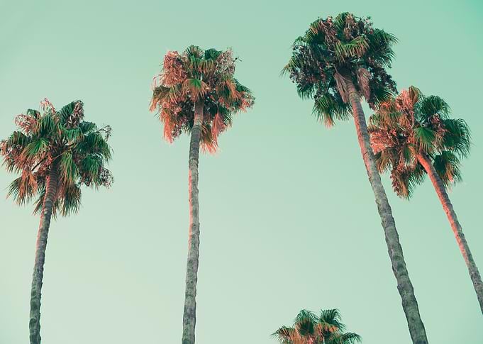 Palm trees at sunset