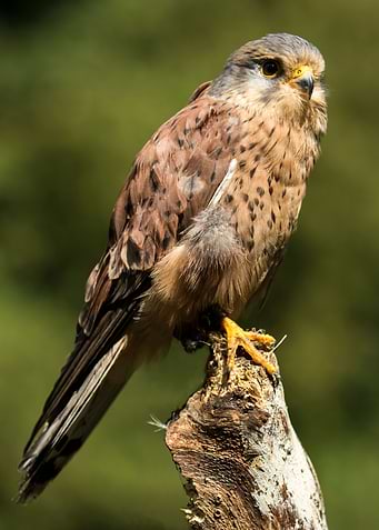 Maverick, an American Kestrel