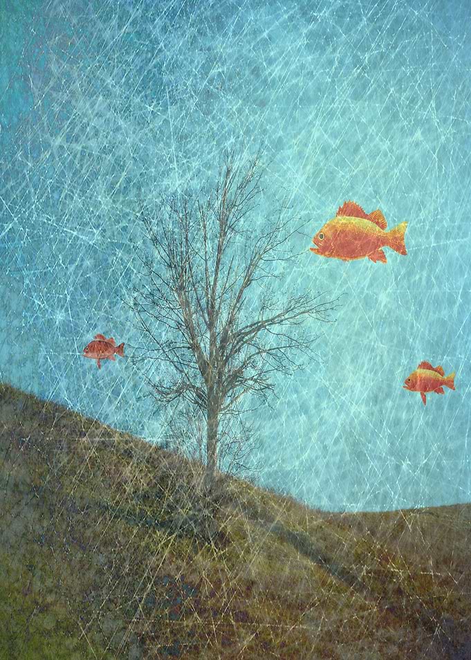 Do Fishes Dream?