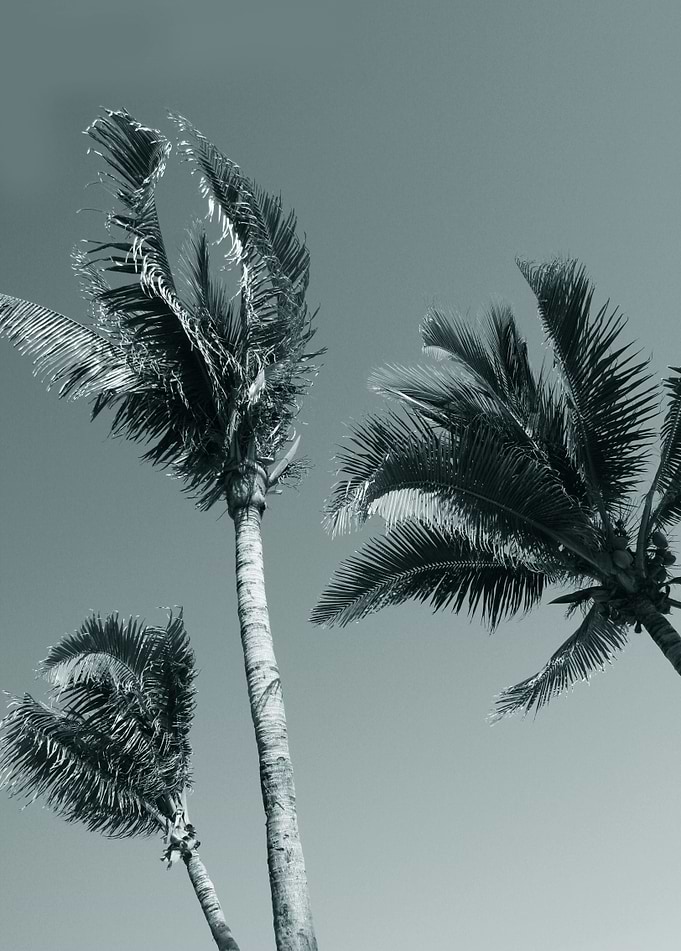 Palm trees