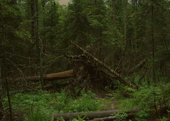 Dark forest