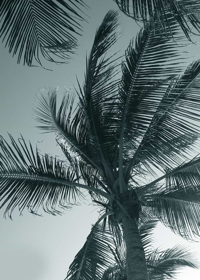 Palm tree