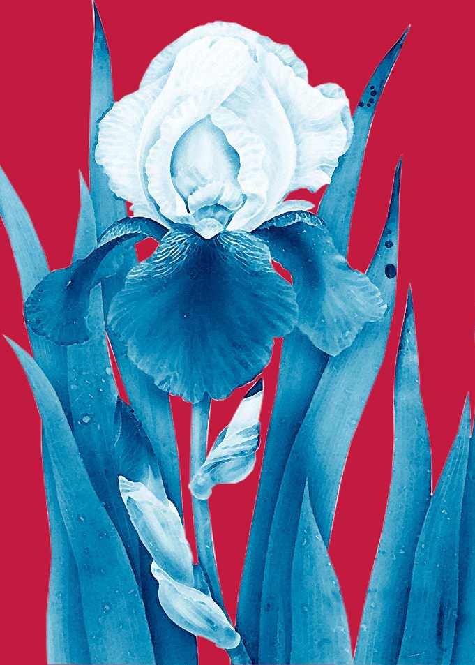 Blue iris