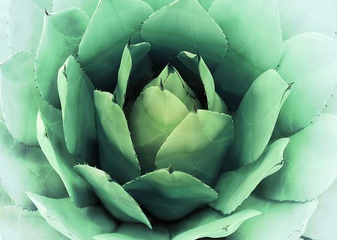 CACTUS VI. Photography of a beautiful cactus, digital c ...