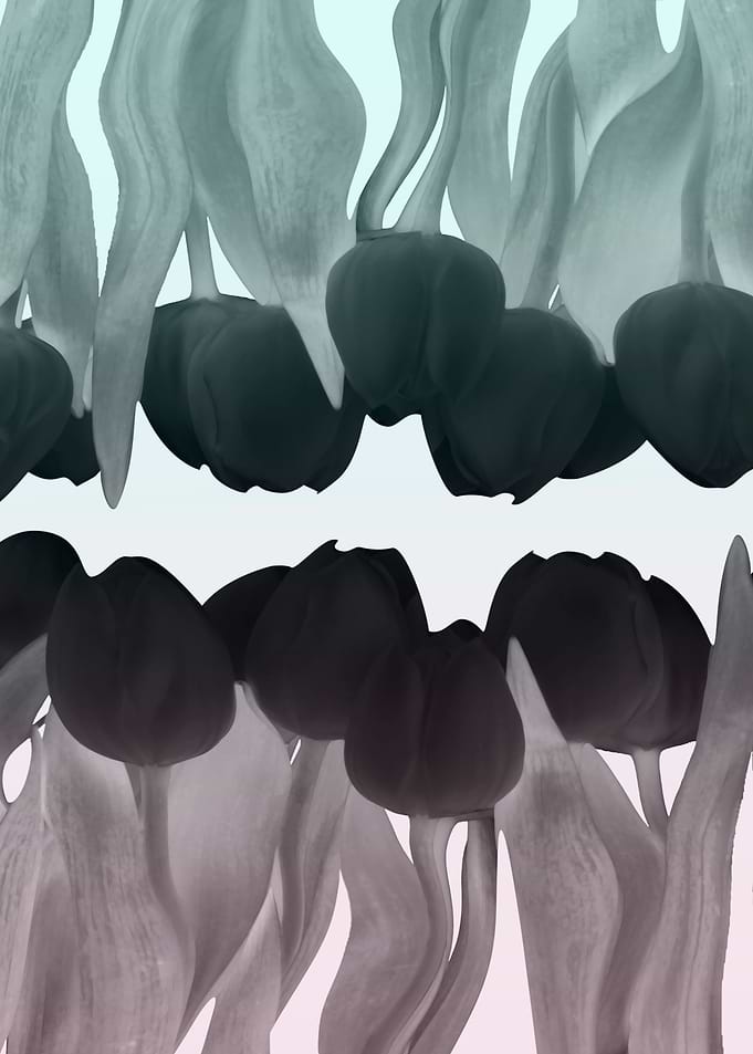 Black tulip