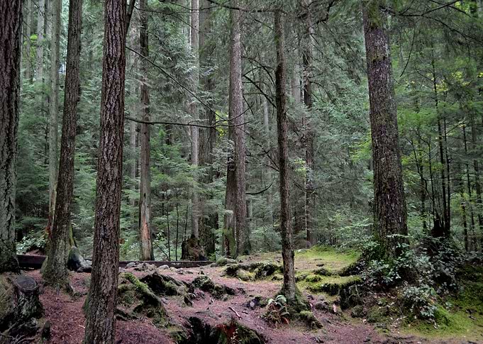 Deep in the Forest