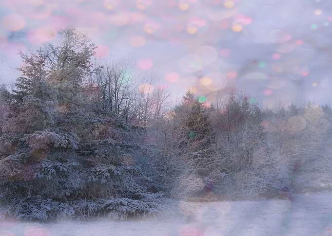 Trees and snow in the park.