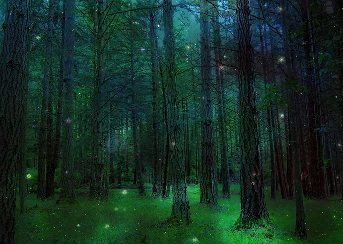 Forest trees.